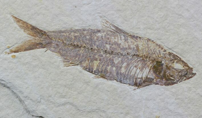 Detailed, Knightia Fossil Fish - Wyoming #57062